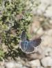 227951 – Photo : pierre juliand – France (07)
